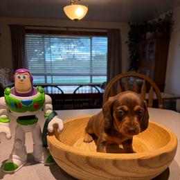 Buzz Lightyear- green collar - Chocolate and tan male Dachshund puppy in Olathe, Colorado from Rocking LJ Breeding