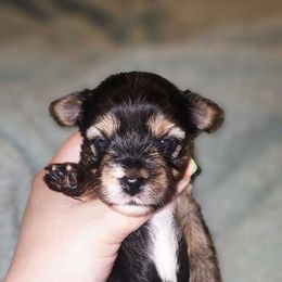 Girl 1 - Black and tan female Yorkshire Terrier puppy in Thornville, Ohio from My precious yorkies