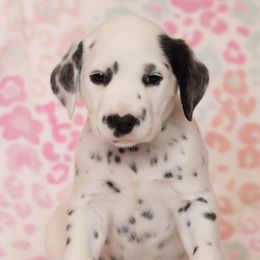 Alpine - Dalmatian puppy in Cottage Grove, Oregon from Hidden Hills Dalmatians