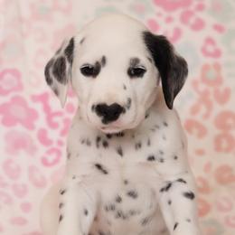 Alpine - Dalmatian puppy in Cottage Grove, Oregon from Hidden Hills Dalmatians