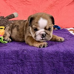 .Rusty - Chocolate tri-color male Bulldog puppy in Temple Terrace, Florida from Heavensent Bulldogs