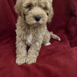 Boy 2 - Cockapoo puppy in Grand Junction, Colorado from Asyouwish Cockapoos