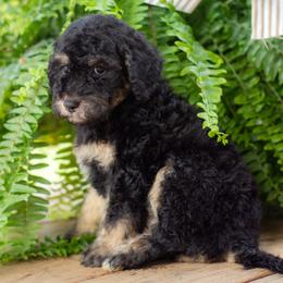 Dear - Phantom female Goldendoodle puppy in Woodruff, South Carolina from Crooked Creek Doodles and Poodles
