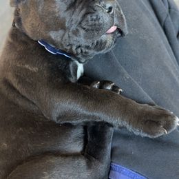 Blue - Black brindle male Cane Corso puppy in Sullivan, Missouri from Midwest Cane Corso in Action