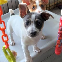 Teddy Roosevelt Terrier Puppies from Travelin' Man Terriers