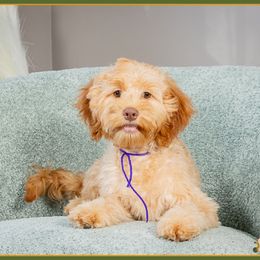 Ouiser - Red female Cockapoo puppy in Connersville, Indiana from Deaz Doodle Ranch