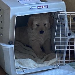Golden Retriever Puppies from Gail’s Goldens
