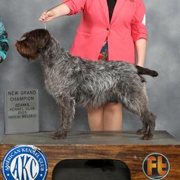 Wirehaired Pointing Griffons from Eyrie Kennels