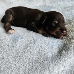 Katarina - Liver female Miniature Schnauzer puppy in Crosby, Texas from Raisin' the Woof Schnauzers