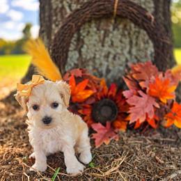 Candy - female Cavapoochon puppy in Bullard, Texas from Cavapoochon Central LLC