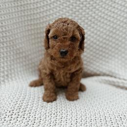 Sally - Red  female Goldendoodle puppy in Fountain Valley, California from Fountain Valley Doodles