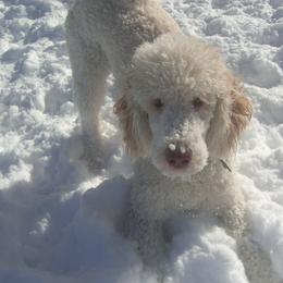 Labradoodle Puppies from Terra Swann