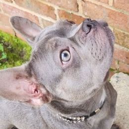 French Bulldogs from Celebrity Kennels