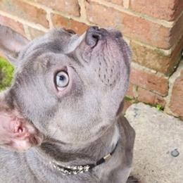 French Bulldogs from Celebrity Kennels