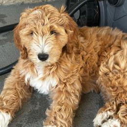 Skye - Apricot female Goldendoodle puppy in Roseville, California from Luna Snickerdoodles