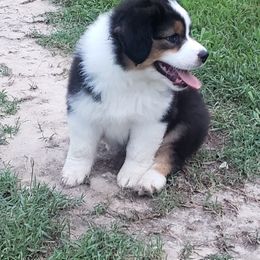Australian Shepherd Puppies from Kelbrook Farm Australian Shepherds