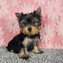 PUP 3 - Black and tan female Yorkshire Terrier puppy in Polk City, Florida from Yorkies by Casey