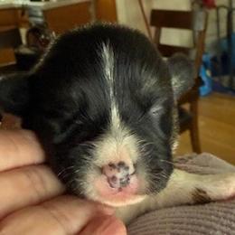 Yellow collar female - Black and tan female Pembroke Welsh Corgi puppy in Riverside, California from Four Aces Corgis