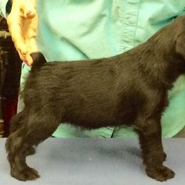 Standard Schnauzer Puppies from Stahlkrieger Standard Schnauzers