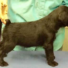 Standard Schnauzer Puppies from Stahlkrieger Standard Schnauzers