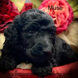 Muse - Silver male Poodle puppy in Greenville, North Carolina from Grace Poodles