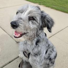 Slate - Blue merle male Aussiedoodle puppy in Buffalo, Illinois from Pear Tree Pups