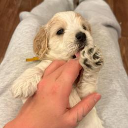 Daisy - Red roan female Cockapoo puppy in Colorado Springs, Colorado from Colorado Cockapoos