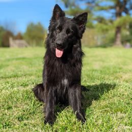 Nakita - German Shepherd