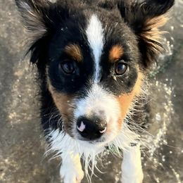 Australian Shepherds and Miniature American Shepherds from Stardust Aussies and MAS