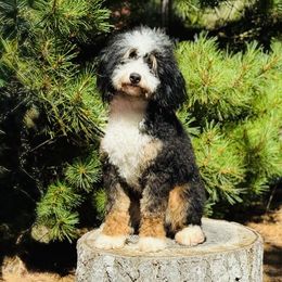 Westley - Bernedoodle