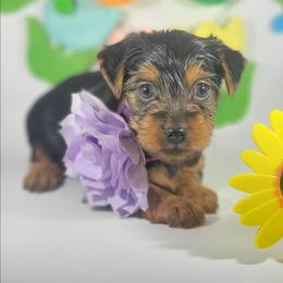 Daisy - Black and tan female Yorkshire Terrier puppy in Jacksonville, Florida from Yorkieology