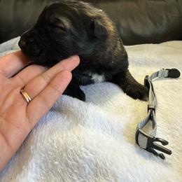 Boy 4 - Sable male German Shepherd puppy in Denver, Colorado from Morales Kennels