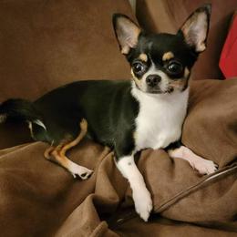 Chihuahua Puppies from Lil Angel's Chihuahuas