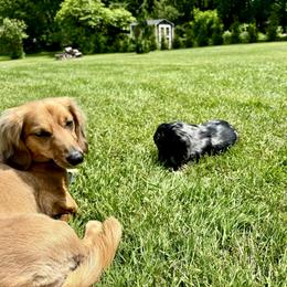 Dachshund Puppies from Boyer’s Dachshunds