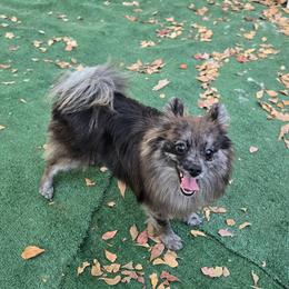 Beren - Blue merle male Pomeranian puppy in Boca Raton, Florida from Poms of The Shire