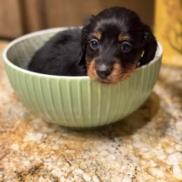 Simba-Pink - Black and tan male Dachshund puppy in Surpise, Az Corona, Ca Hemet, Ca, Arizona from Over The Moon Dachshunds