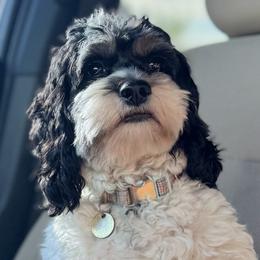 Pebbles - Cockapoo