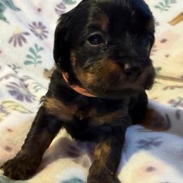 Orange Collar - Phantom male Goldendoodle puppy in Valley Center, Kansas from The Goldendoodle Gal