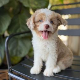 Maximus - Red tri-color male Aussiedoodle puppy in Los Angeles, California from LA’s Favorite Puppies