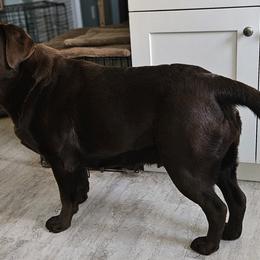 Leya - Labrador Retriever