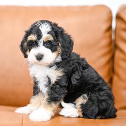 Lionel - Tri-color male Bernedoodle puppy in Dundee, Ohio from Down Home Doodle