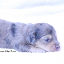 Giselle - Dapple female Dachshund puppy in Murray, Kentucky from Shadow Ridge Farms