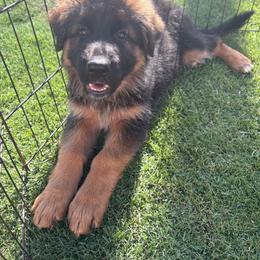AKC Red Girl - Black and red female German Shepherd puppy in Bakersfield, California from Aguirre Farm