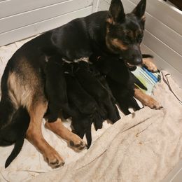 German Shepherd Puppies from Tonkerhaus
