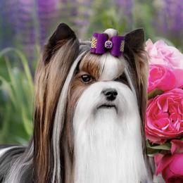 Pops - Biewer Terrier