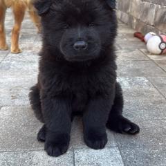 Chow Chow from Evelyne Guimaraes