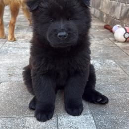 Chow Chow from Evelyne Guimaraes
