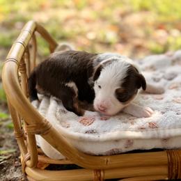 Paris - Brown and white female Aussiedoodle puppy in Dunn, North Carolina from Sandy Creek Kennels