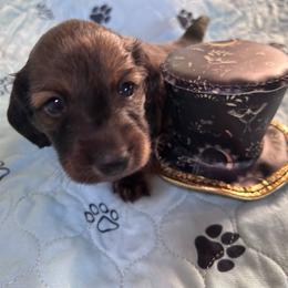 Leo - Cream male Dachshund puppy in Proctor, Montana from Blue Star Dachshunds