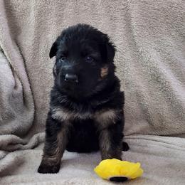 Yellow Collar - Bi-color male German Shepherd puppy in Louisville, Ohio from Crooked River German Shepherds